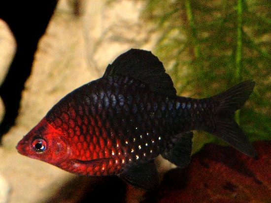 Black Ruby Barb - Quantity of 3